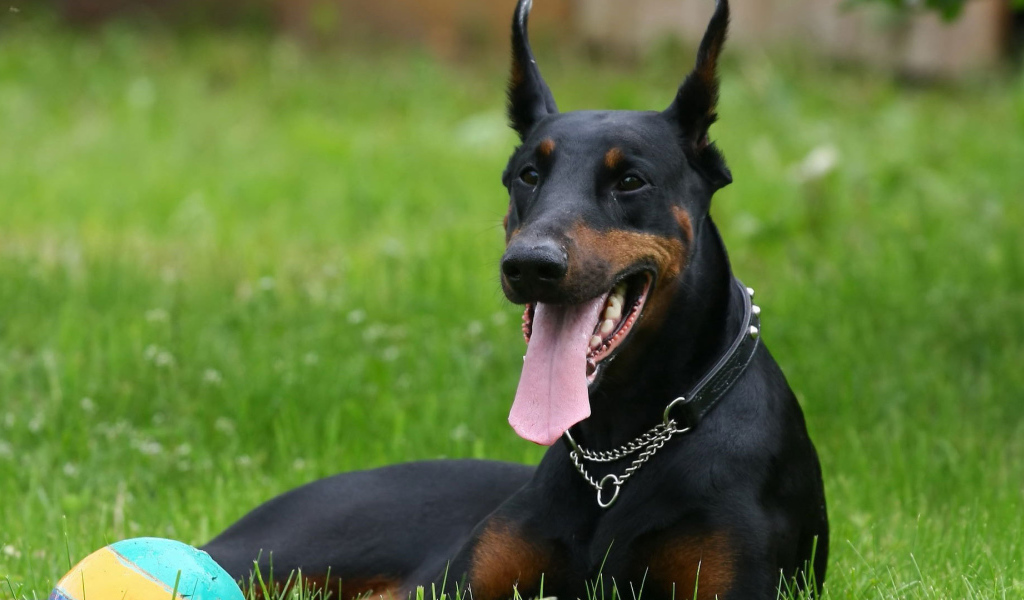 Довольный доберман с мячом