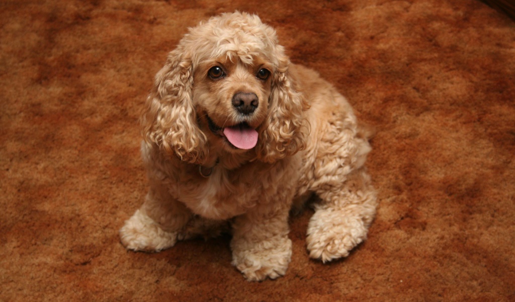 Золотой американский кокер спаниель