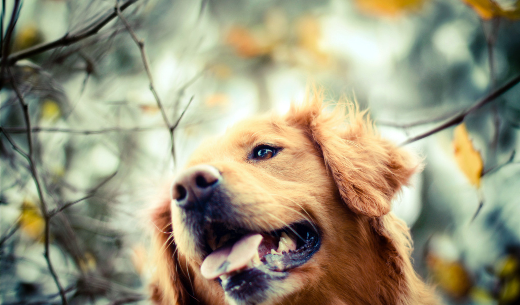 Золотистый ретривер