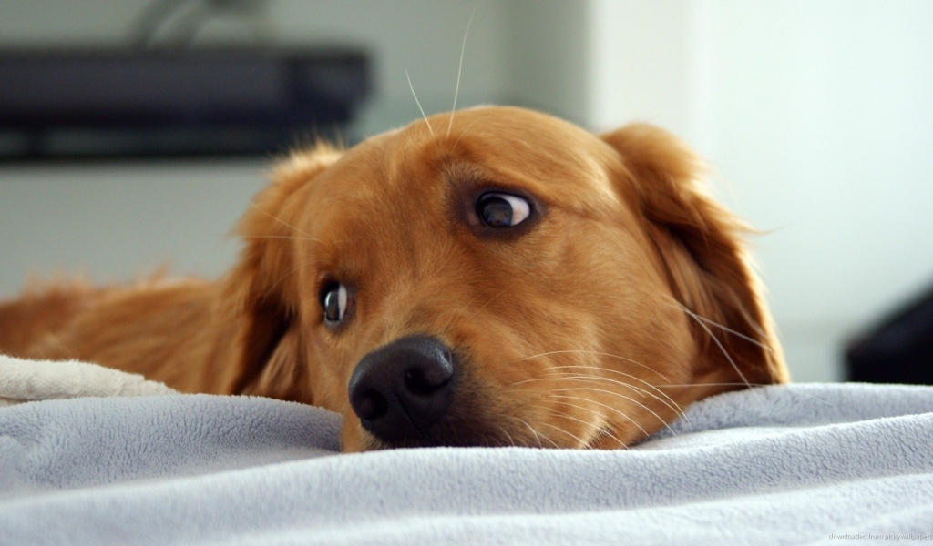 Золотой ретривер в кровати
