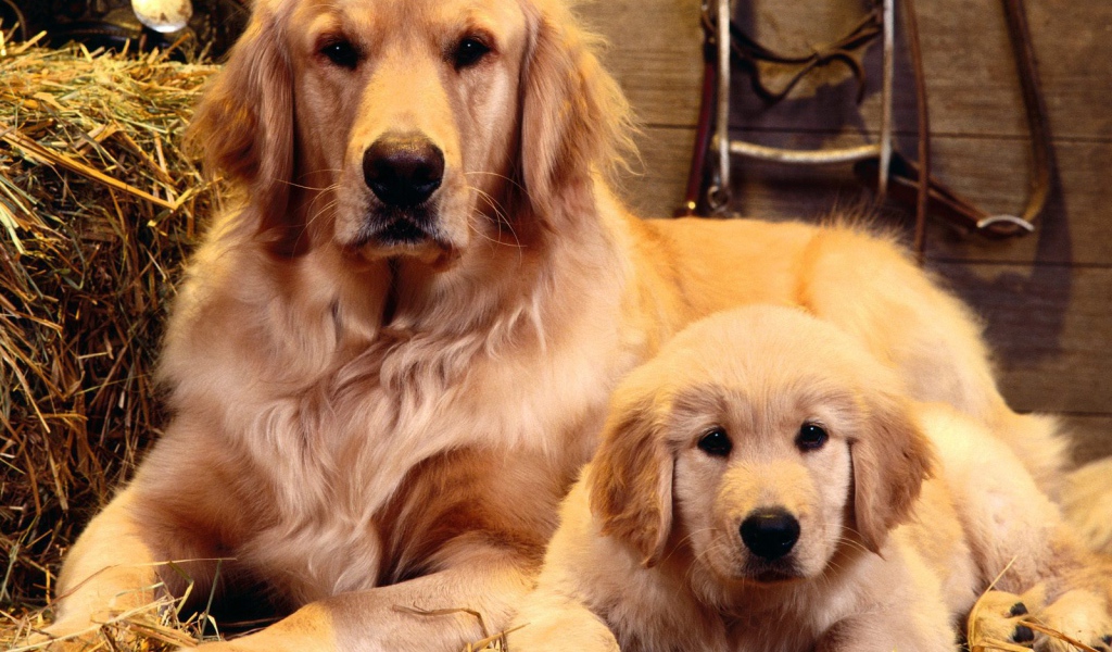 Золотой ретривер с сыном