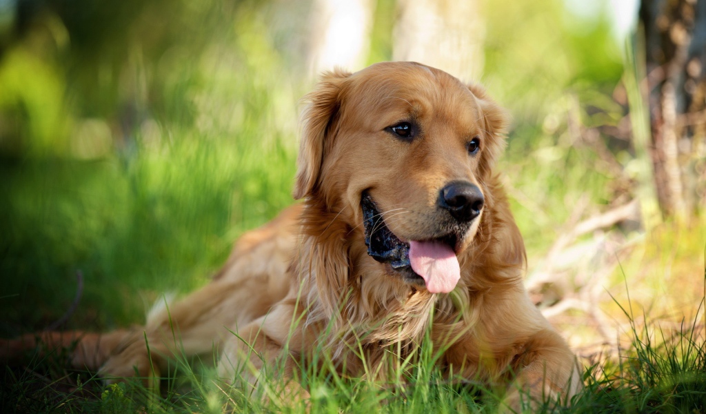 Золотой ретривер в парке