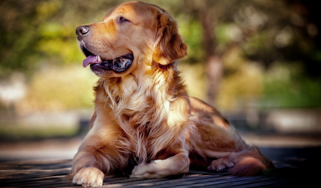 Золотой ретривер отдыхает