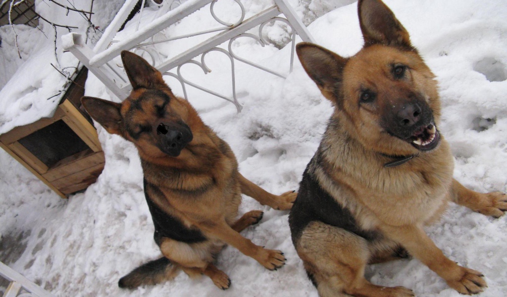 Хорошие охранники немецкие овчарки