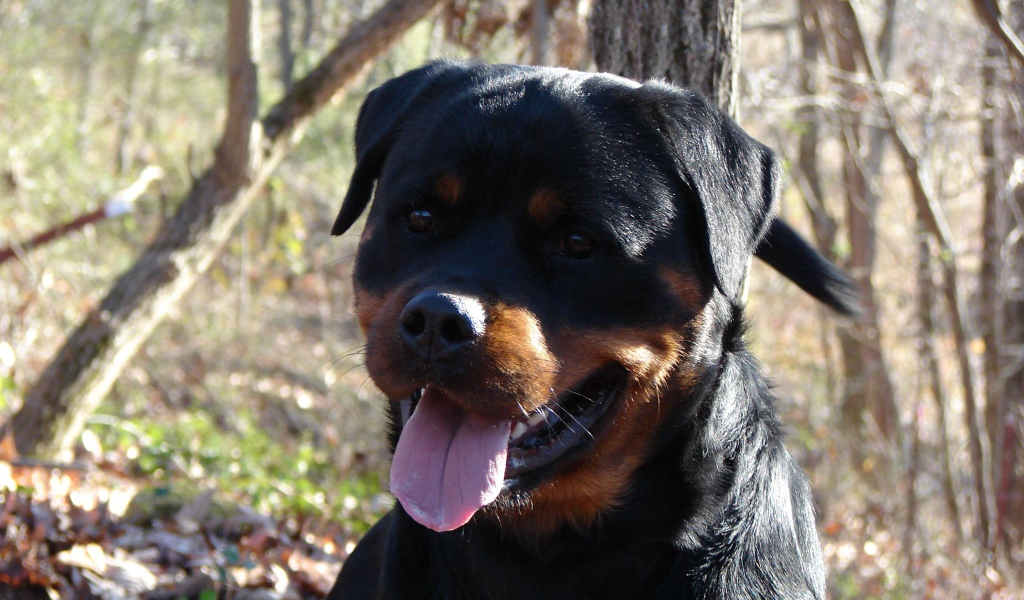 Добрый взгляд ротвейлера