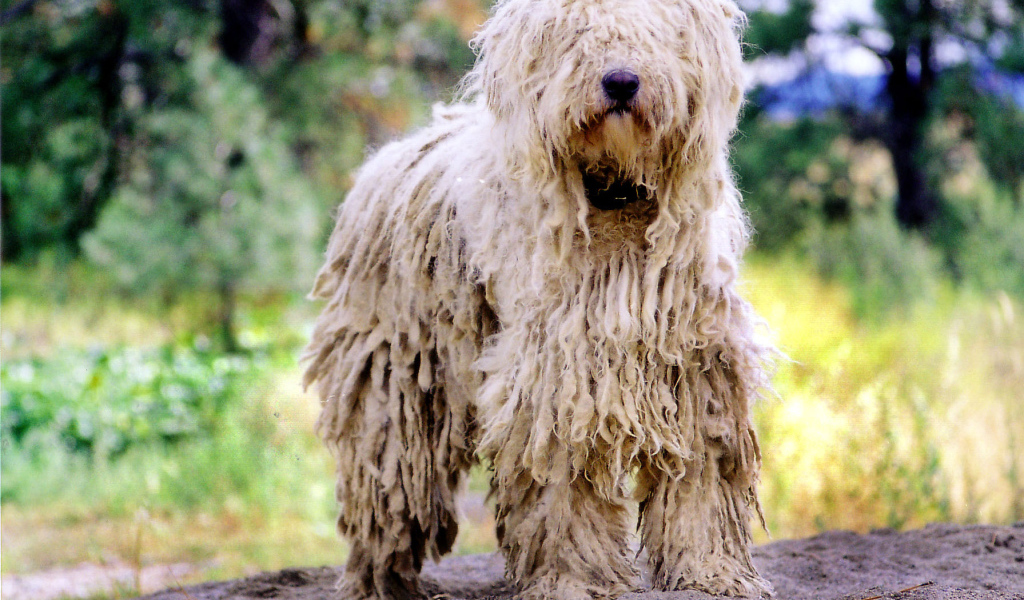 Великолепный пес комондор