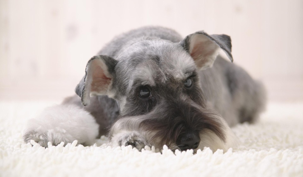 Серый шнауцер лежит на снегу