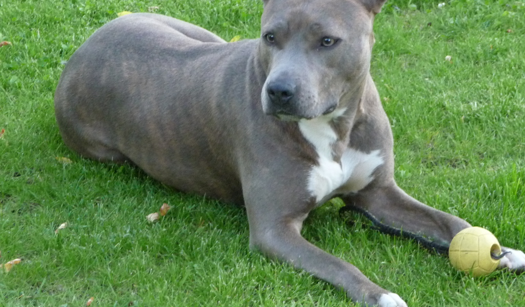 Серый американский стаффордширский терьер