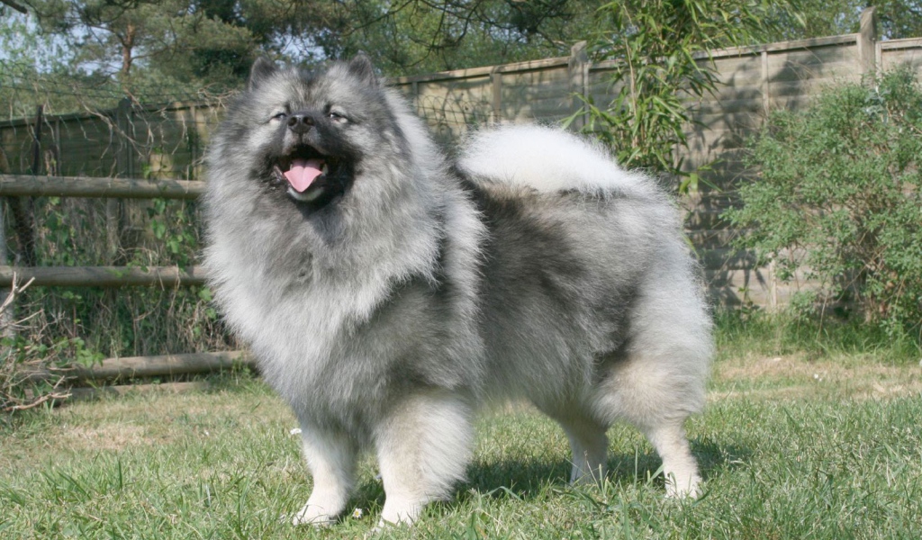 Серый японский шпиц