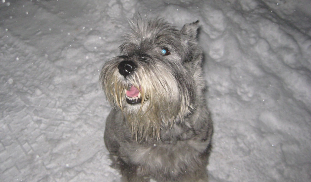 Серый шнауцер в снегу