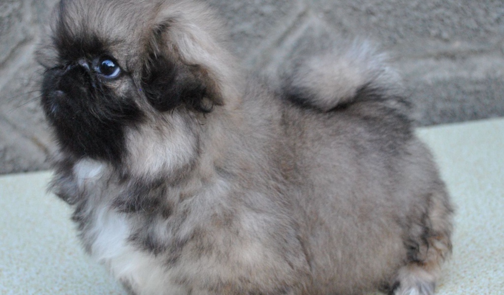 Серый маленький пекинес