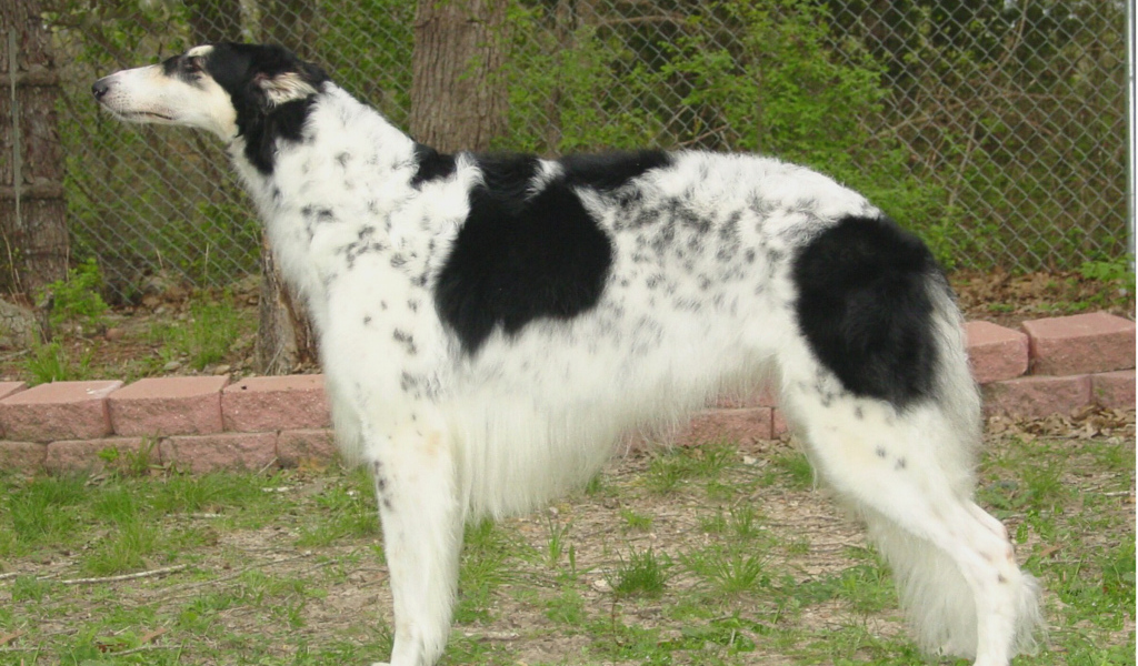 Борзая собака в вольере