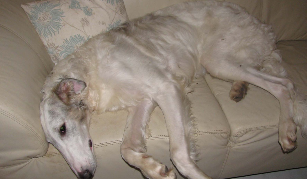 Борзая собака лежит на диване