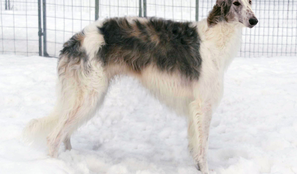 Борзая собака стоит на снегу