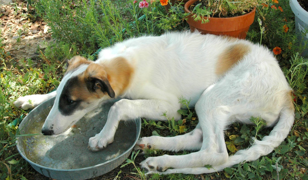 Борзая пьет воду