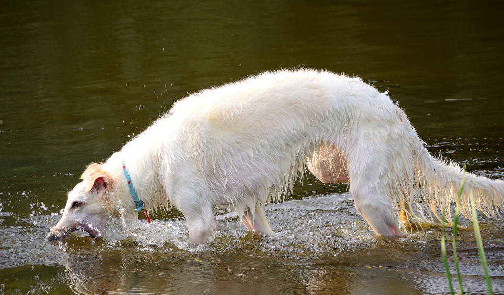 Борзая играет в воде
