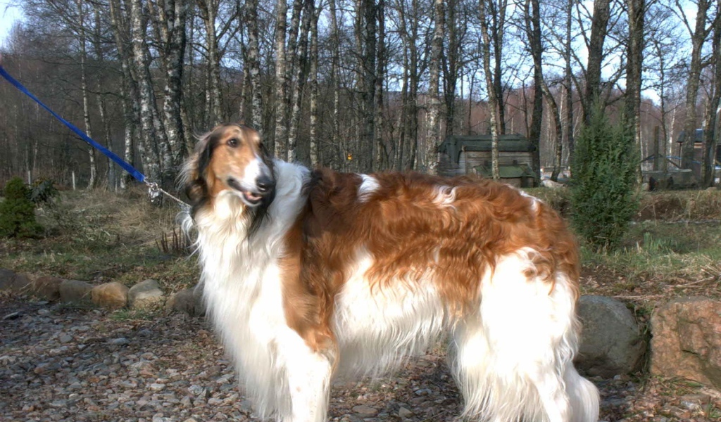 Борзая гуляет на поводке