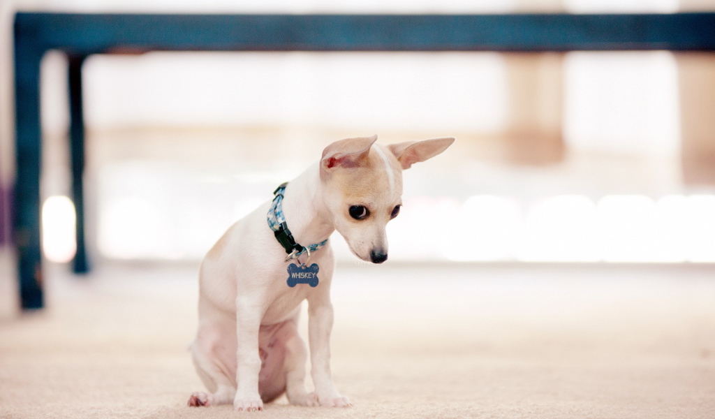 Провинившийся пес чихуахуа