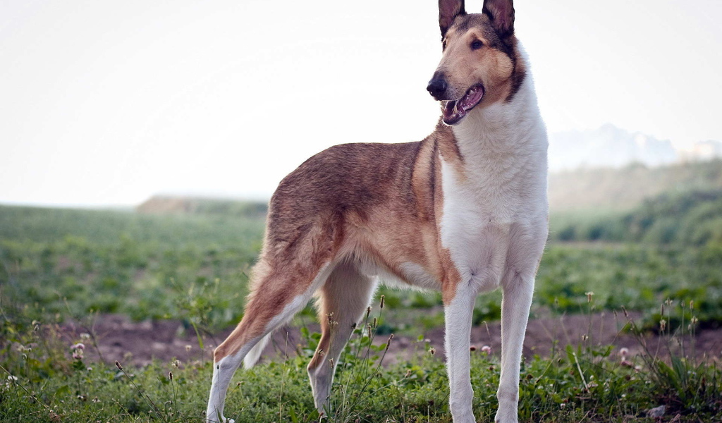 Короткошерстная собака колли