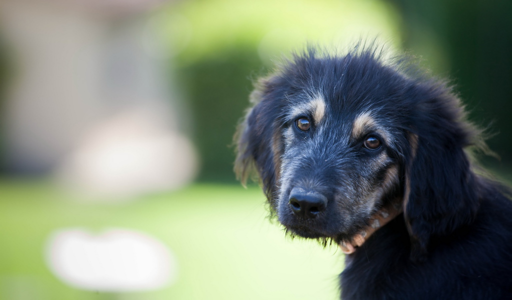 Красивый черный щенок