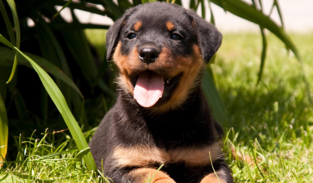 Веселый щенок ротвейлера