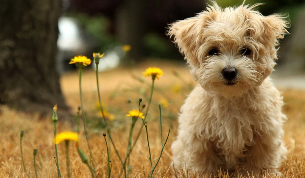 Шелковая собачка