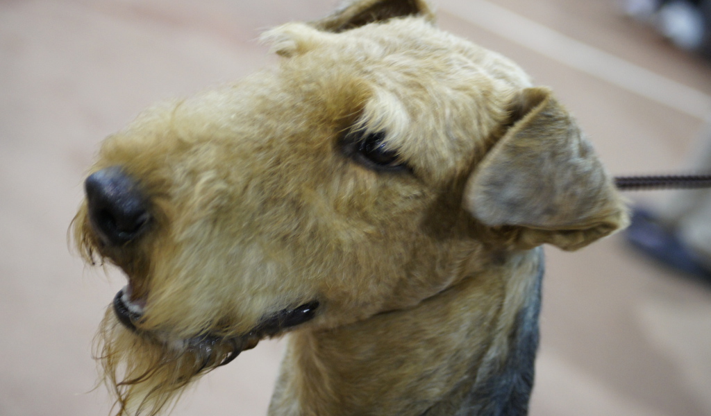 Голова коричневого эрдельтерьера