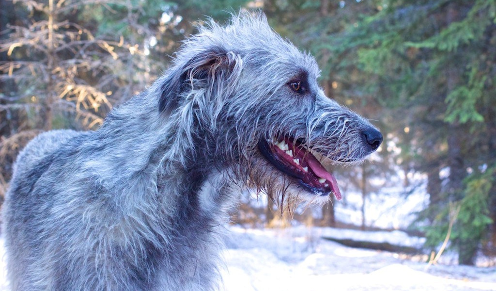 Веселый ирландский волкодав