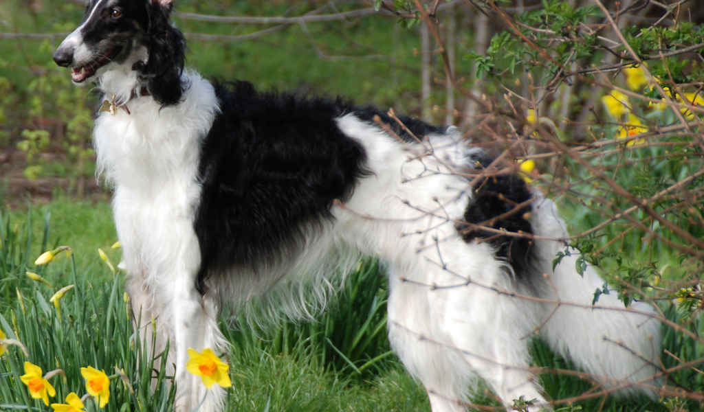Борзая среди цветов