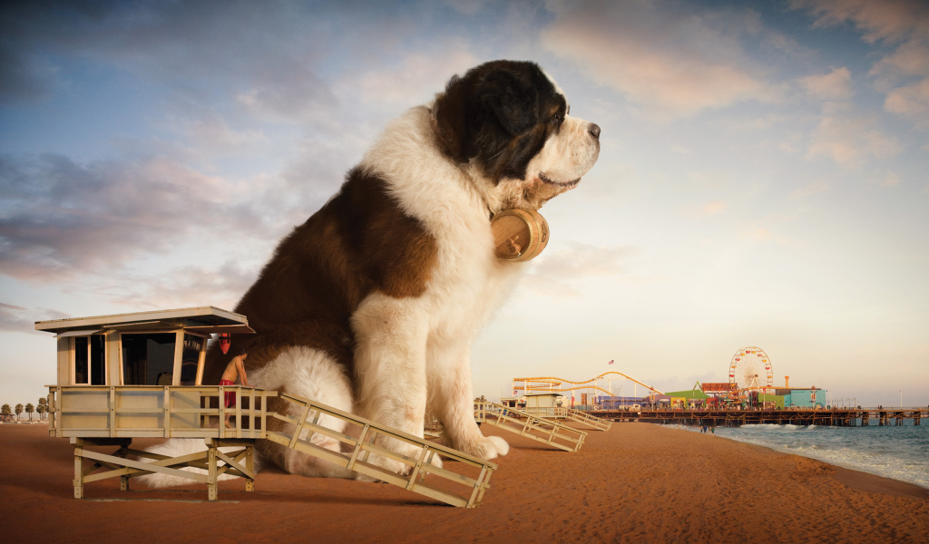 Огромный сенбернар на пляже
