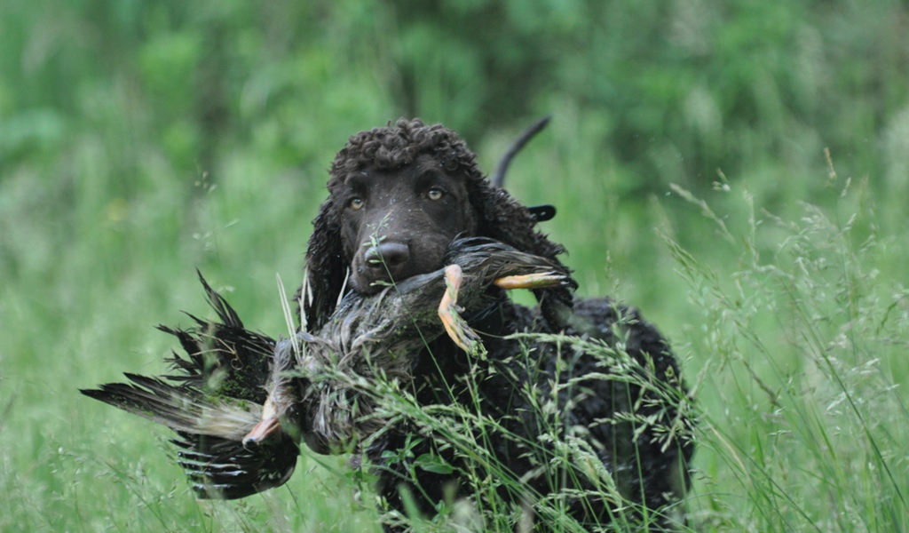 Охотник ирландский водяной спаниель