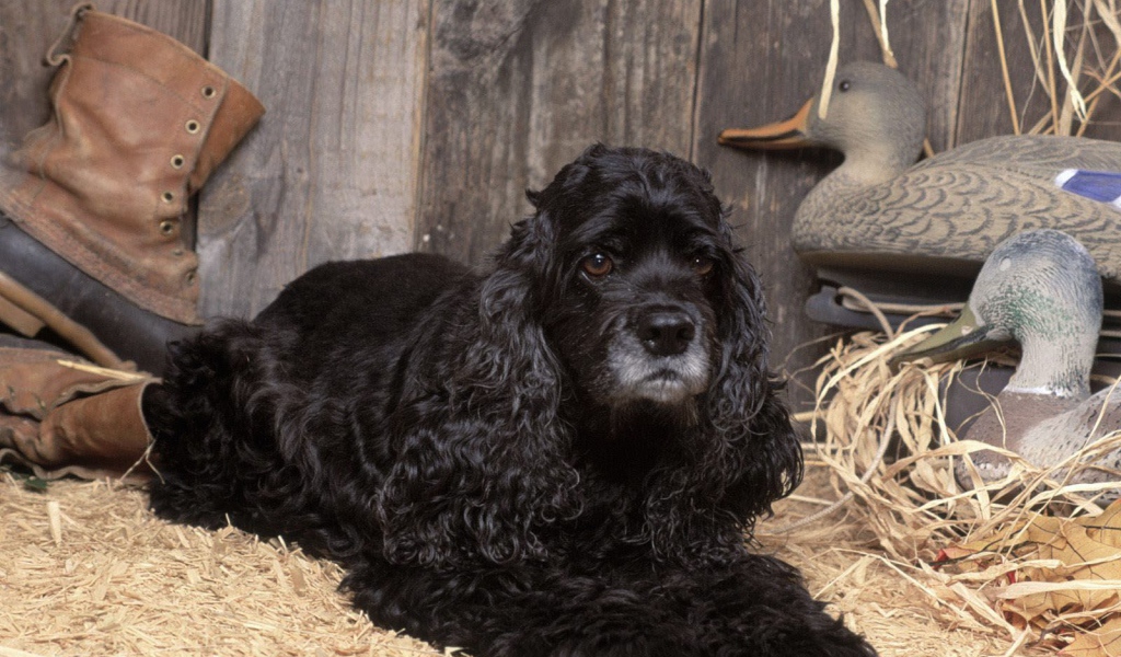 Охотничий спаниель в сарае