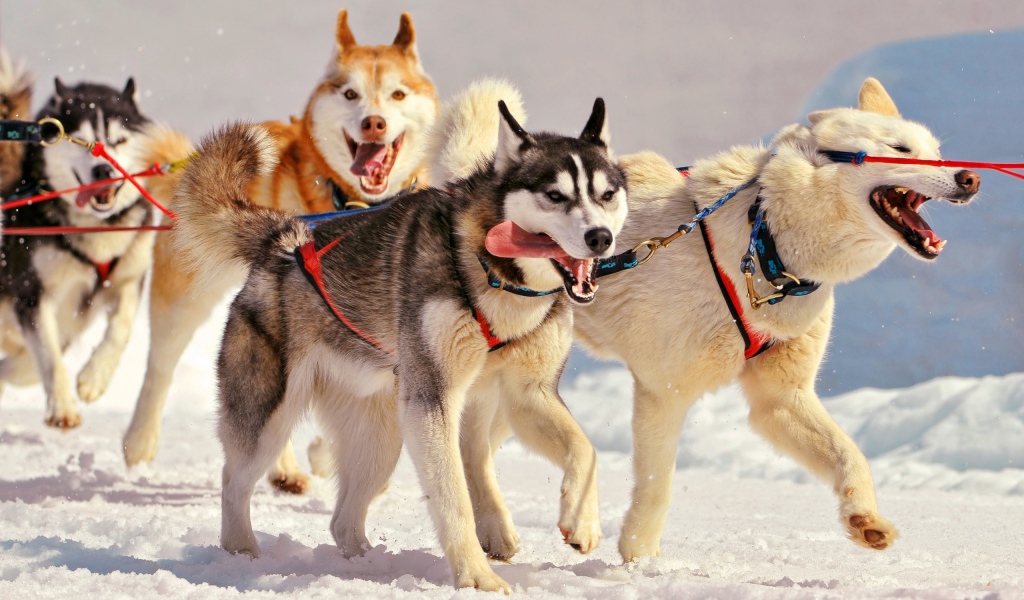 Лайки в упряжке