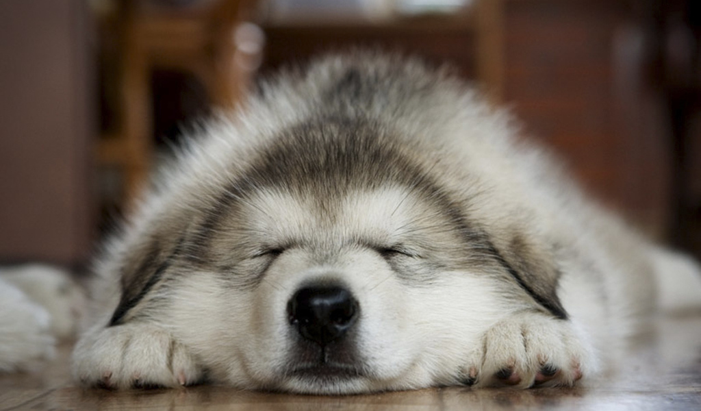 Лайка хаски спит