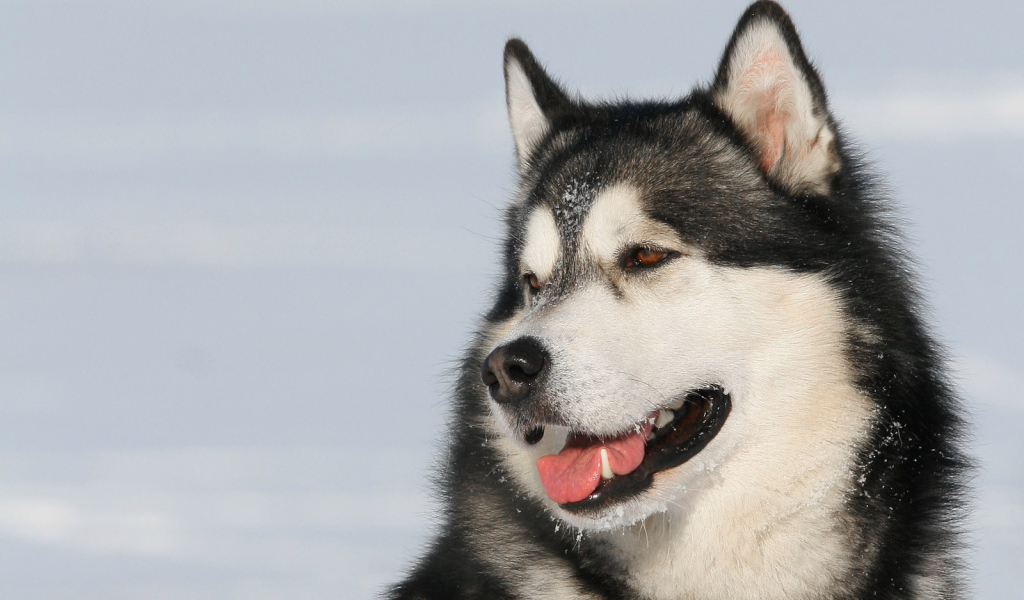 Пес лайка улыбается