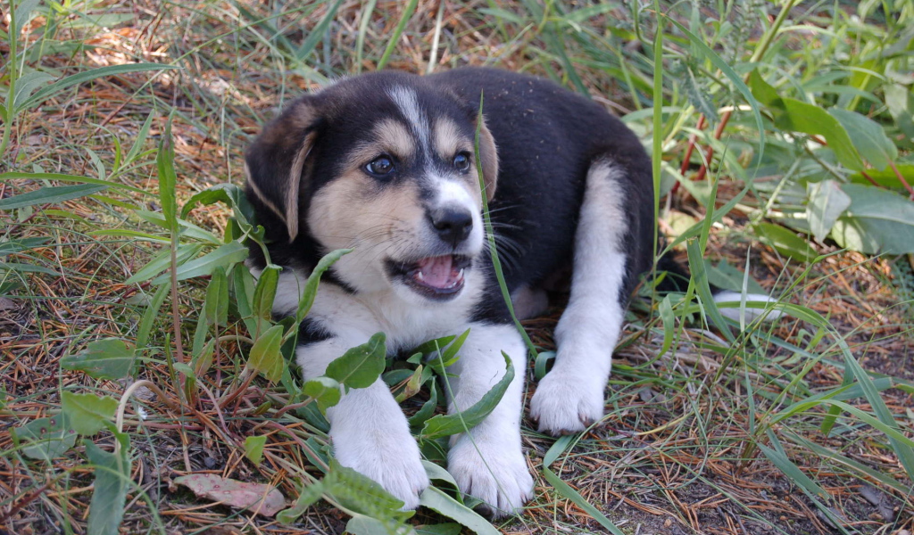 Щенок лайки в траве