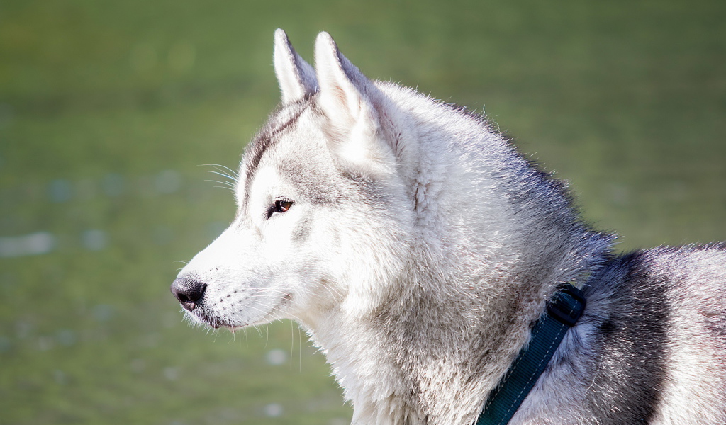Хаски с ошейником