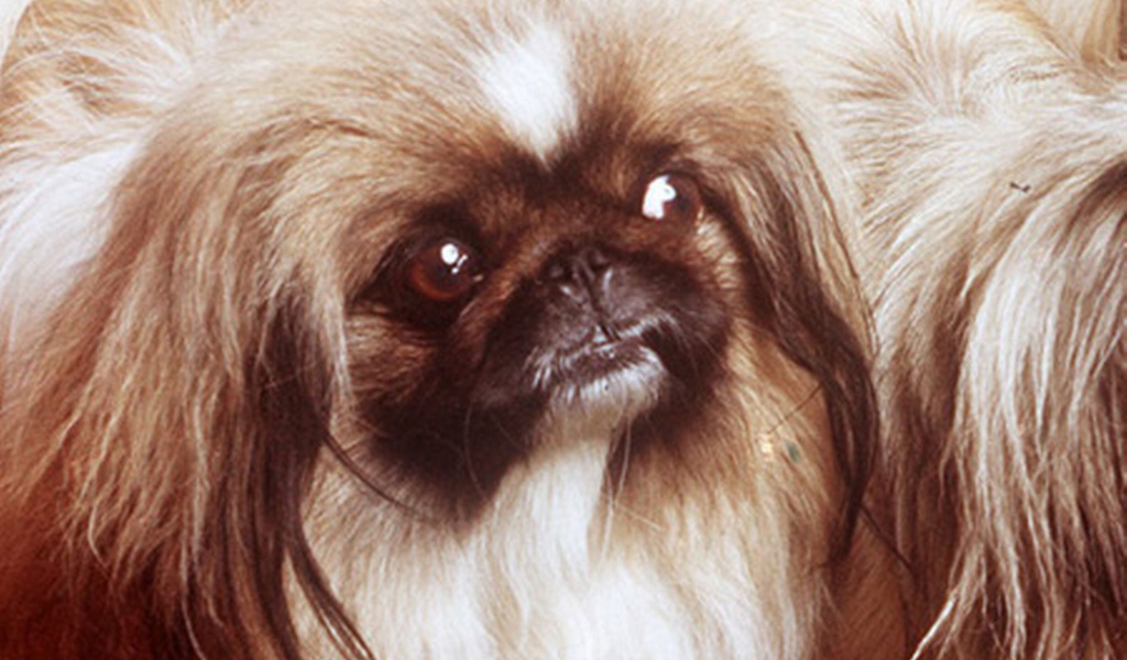 Заинтересованный взгляд пекинеса