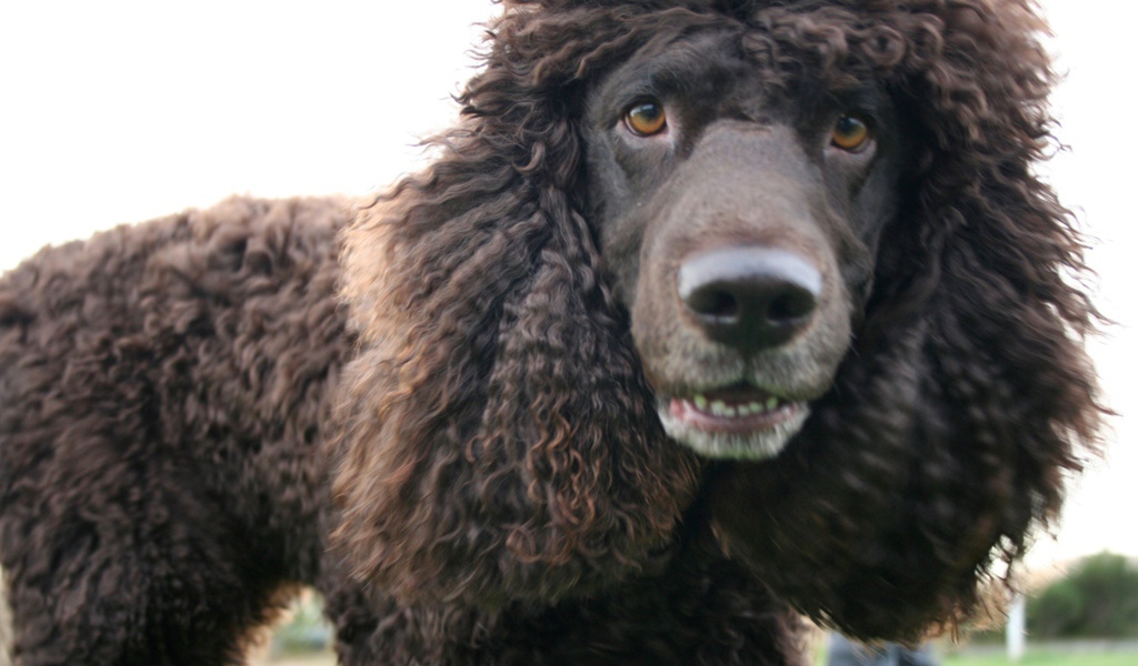 Порода ирландский водяной спаниель