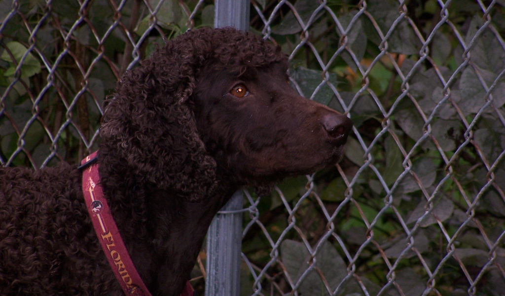 Ирландский водяной спаниель у забора