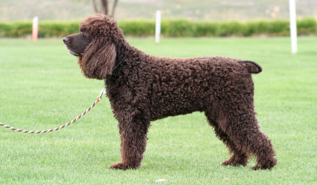Собака ирландский водяной спаниель на поводке