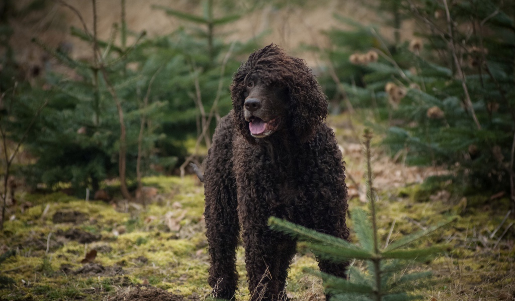 Ирландский водяной спаниель в лесу