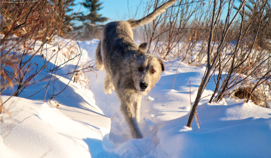 Ирландский волкодав на снегу