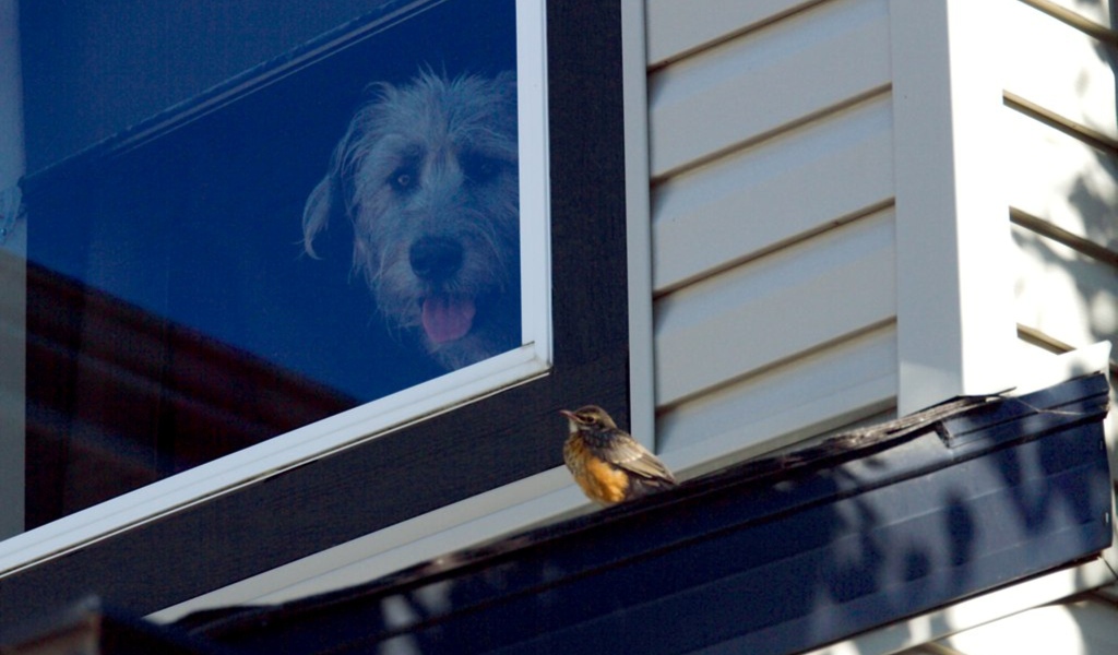 Ирландский волкодав смотрит из окна