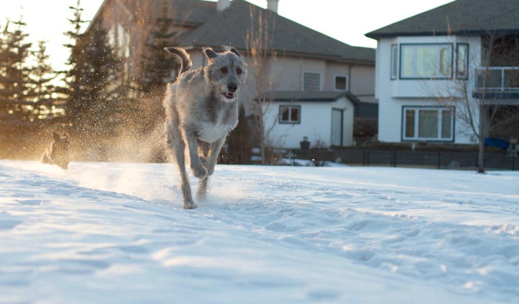 Ирландский волкодав на фоне домов