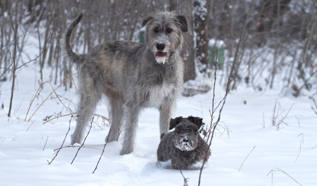 Ирландский волкодав с маленьким другом