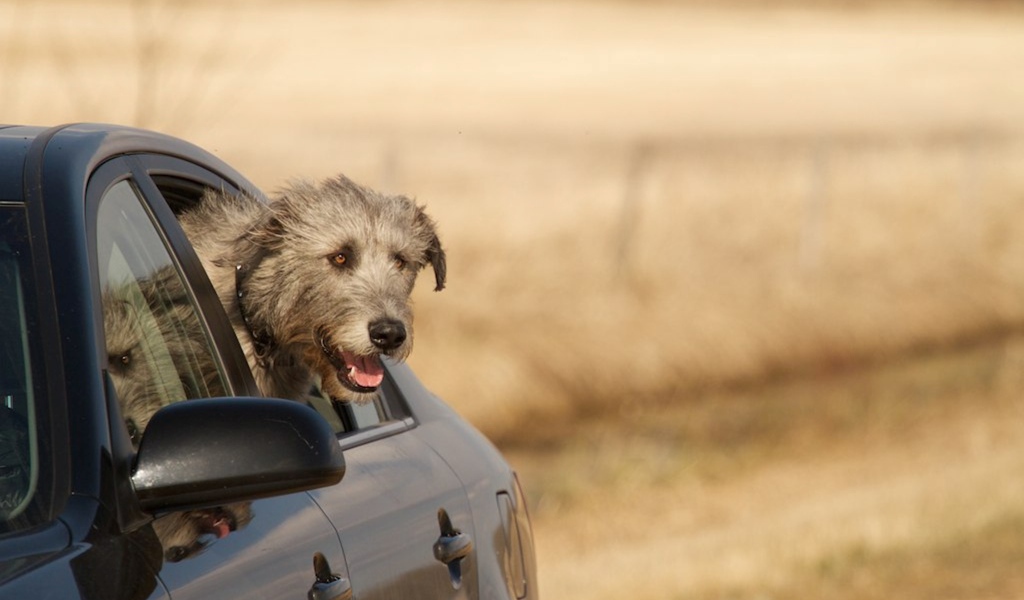 Пес ирландский волкодав смотрит в окно