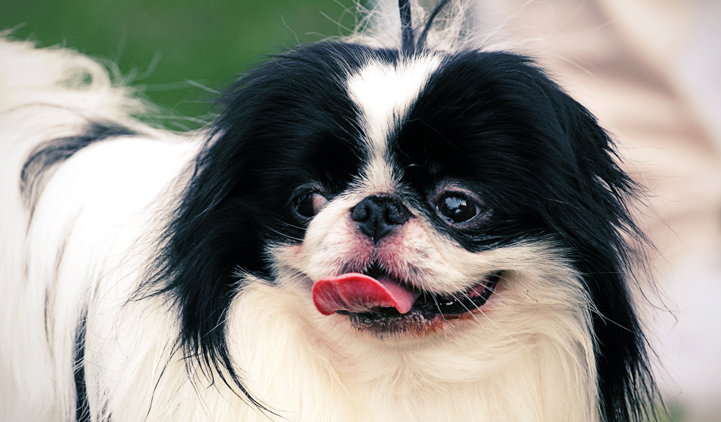 Собака японский хин на поводке