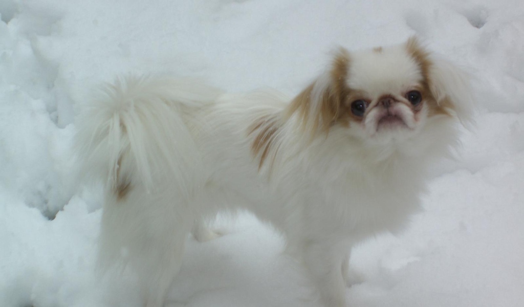 Японский хин на снегу