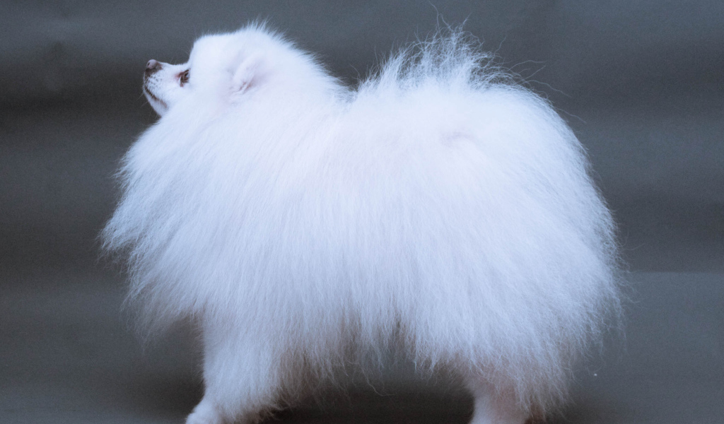 Японский шпиц позирует